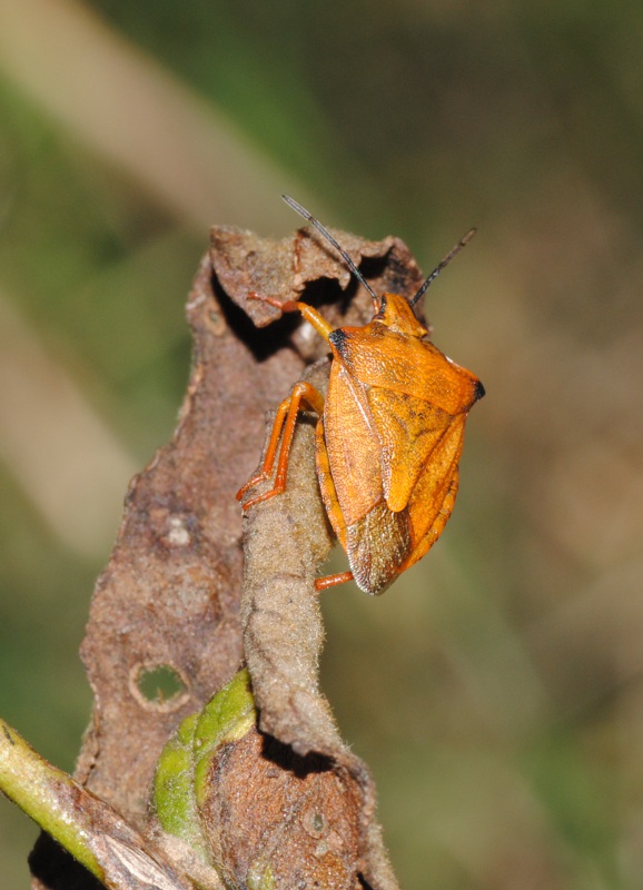 Pentatomidae: Carpocoris mediterraneus del Lazio (Rm)